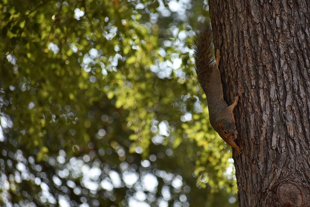 世界杯｜2026年FIFA世界杯 俄 刚 巴遭禁参战.